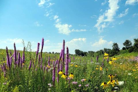 wisconsin-prairies.jpeg